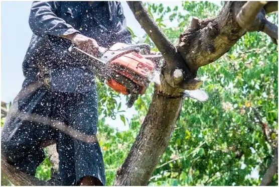 tree services Jamestown